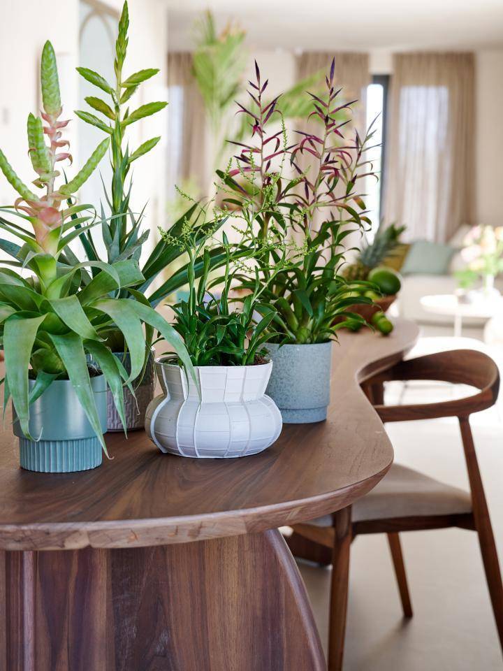 bromelia 3