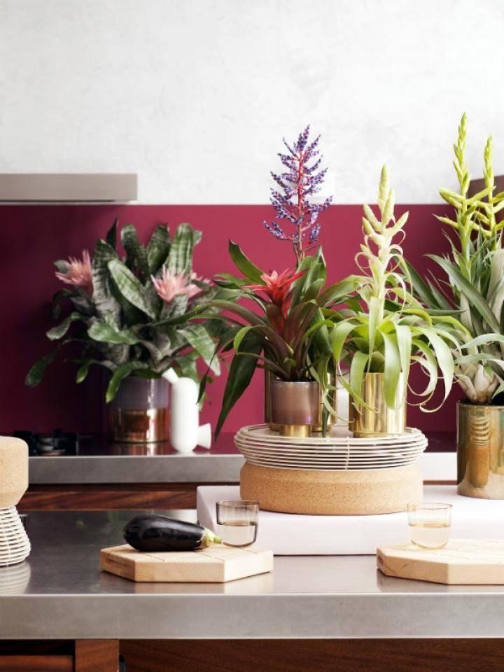 bromelia 4