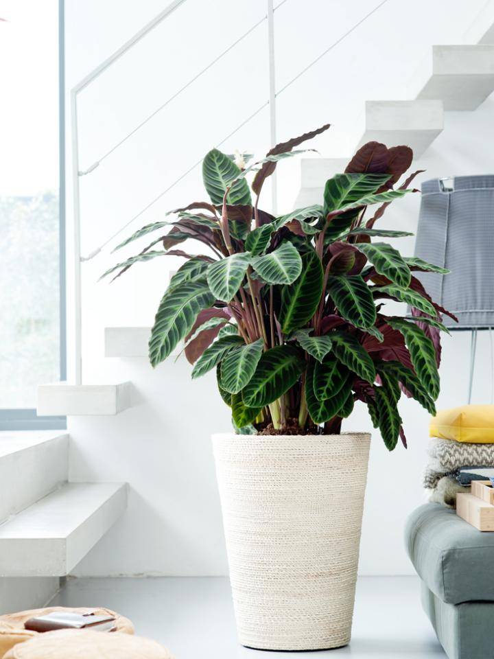 calathea_mooiwatplantendoen