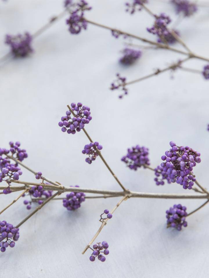 Callicarpa