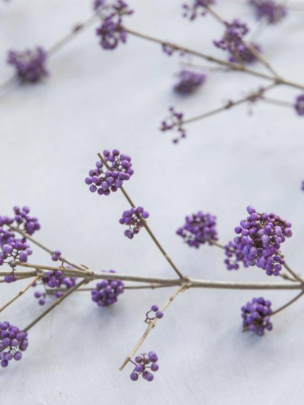 callicarpa_mooiwatbloemendoen_2