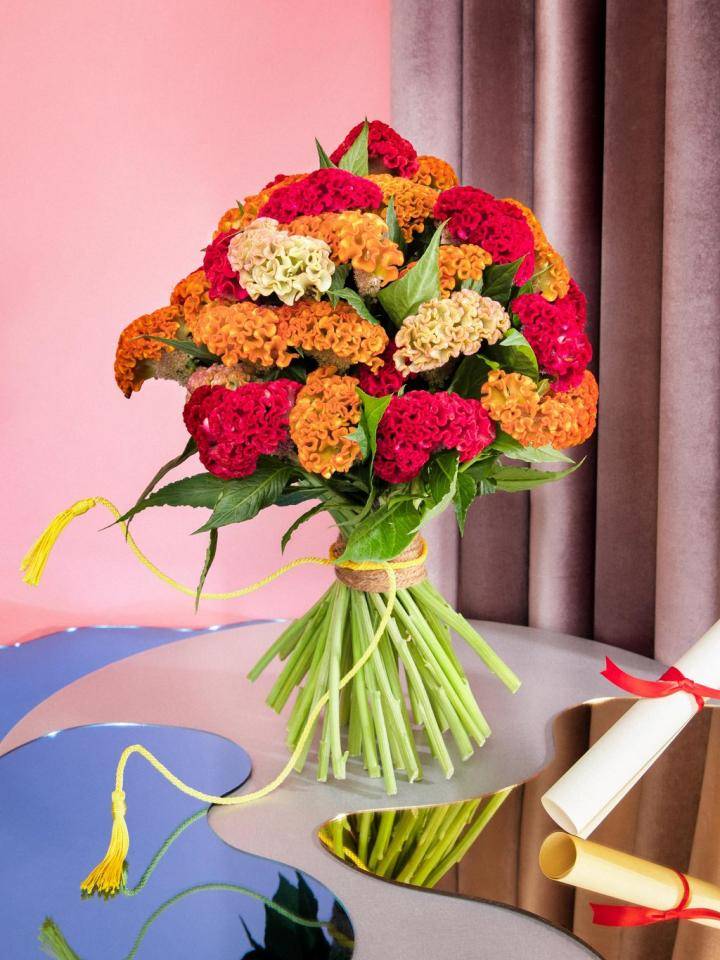 Celosia voor kracht en focus