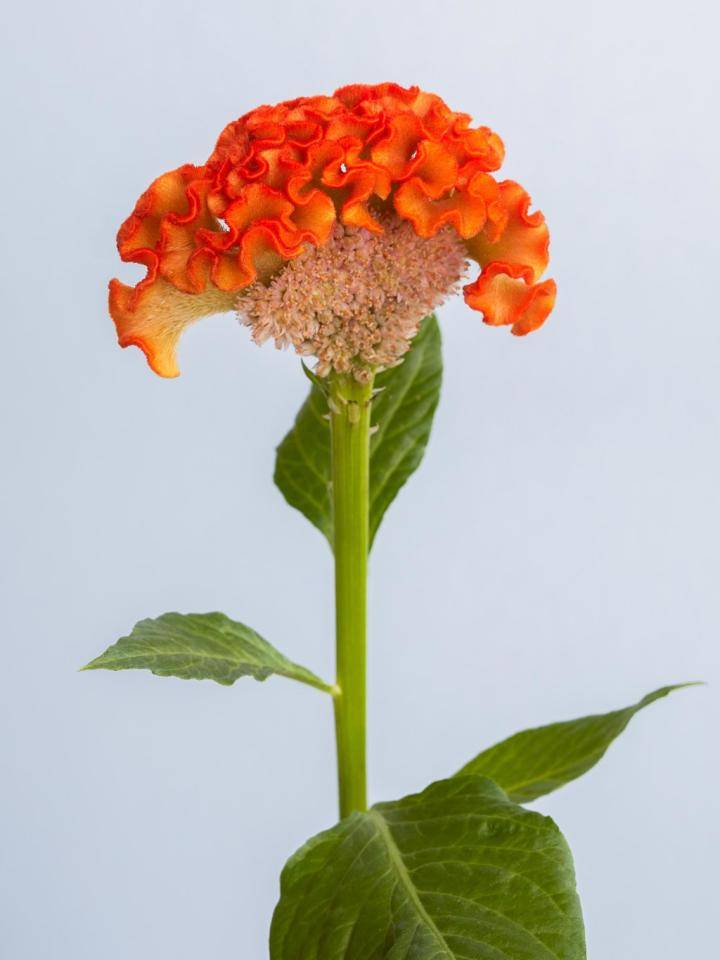 Celosia