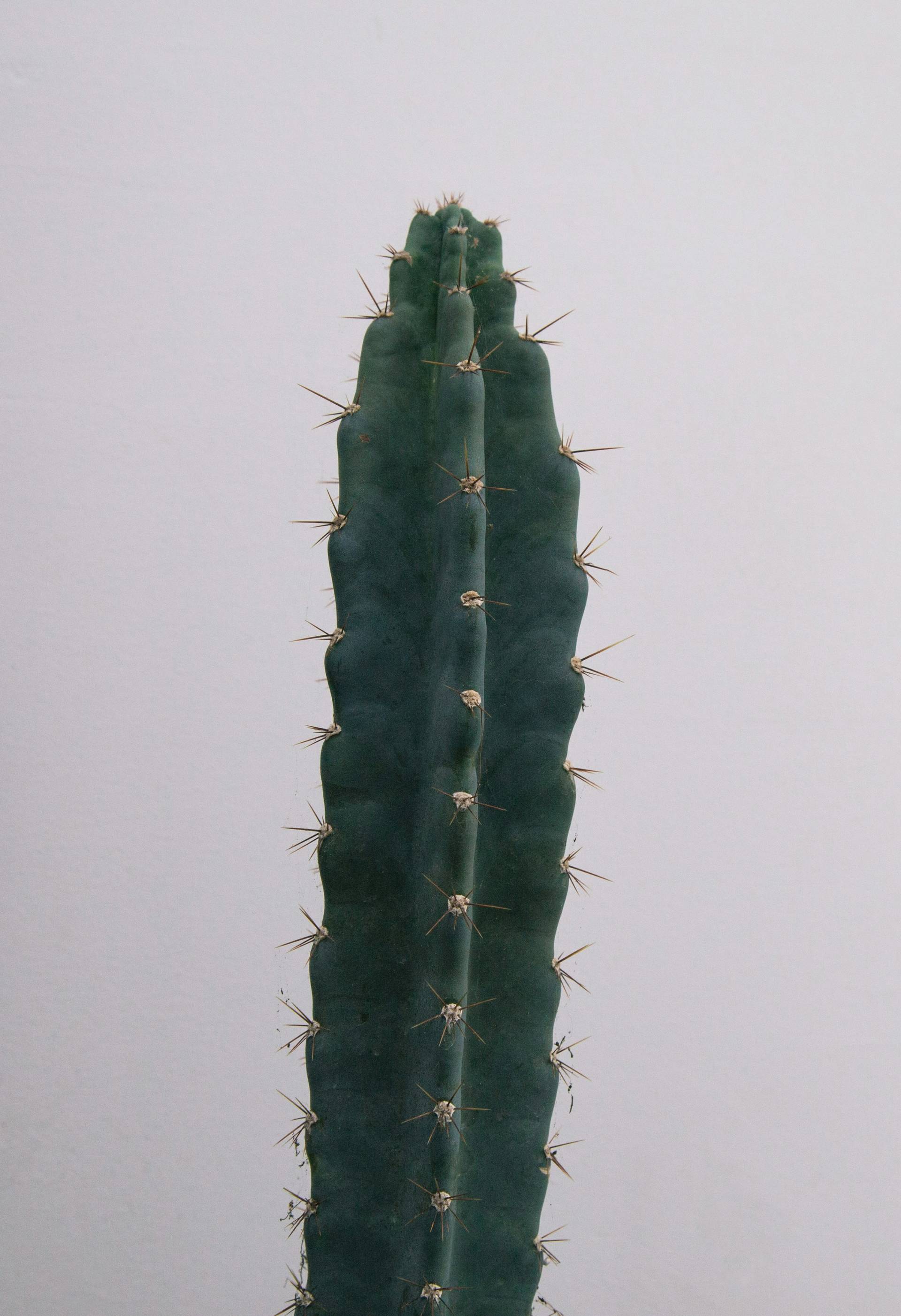 charlesdeluvio-z3Y_QqZtZBI-unsplash