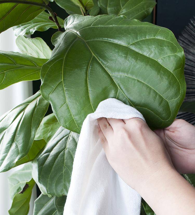cleaning-fiddle-leaf-fig-trees_0.width-1920