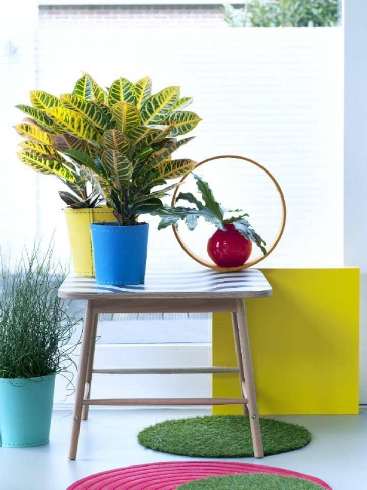 croton kleurrijke kamerplant
