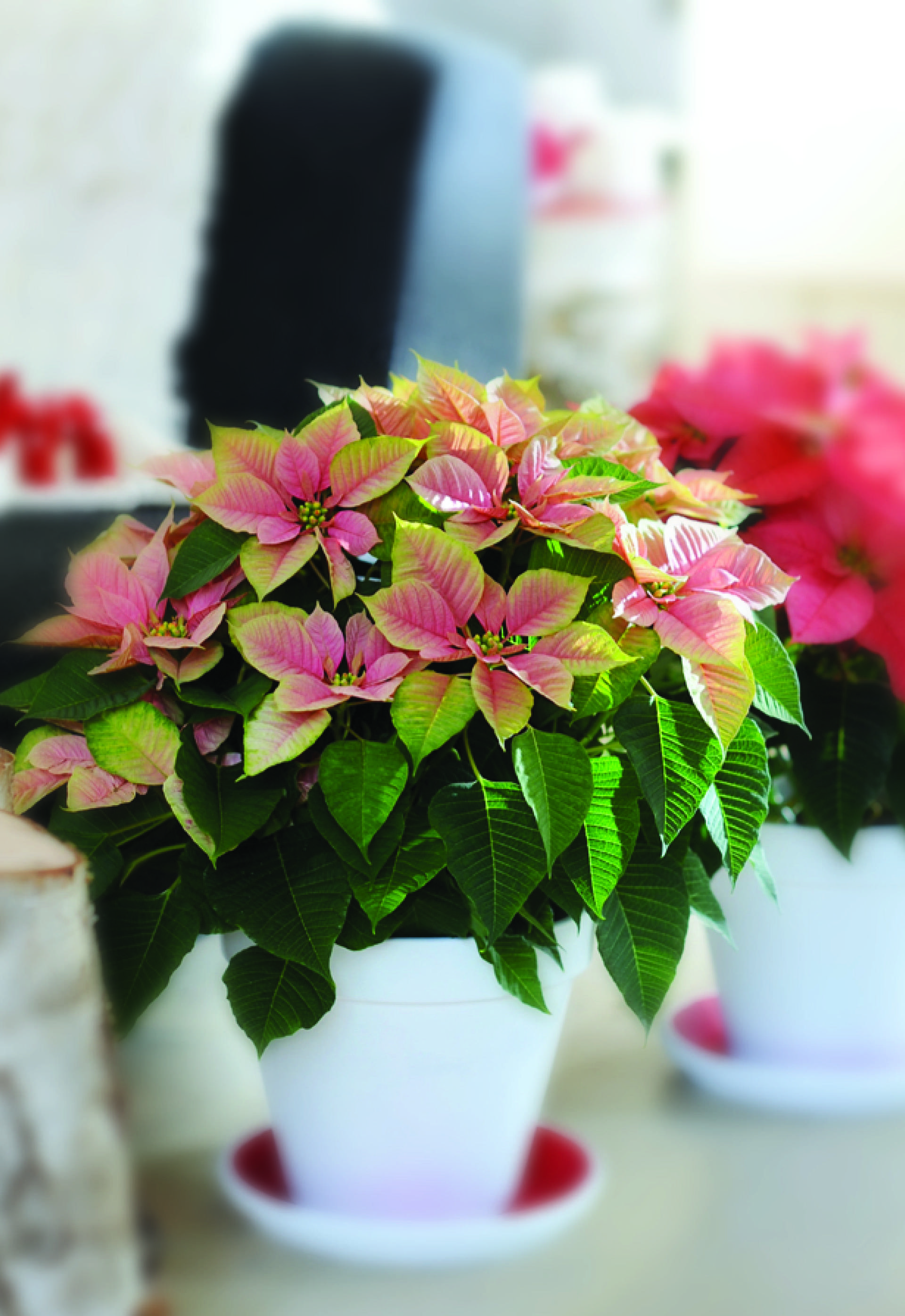 Weihnachtsstern - Plants & Flowers Foundation