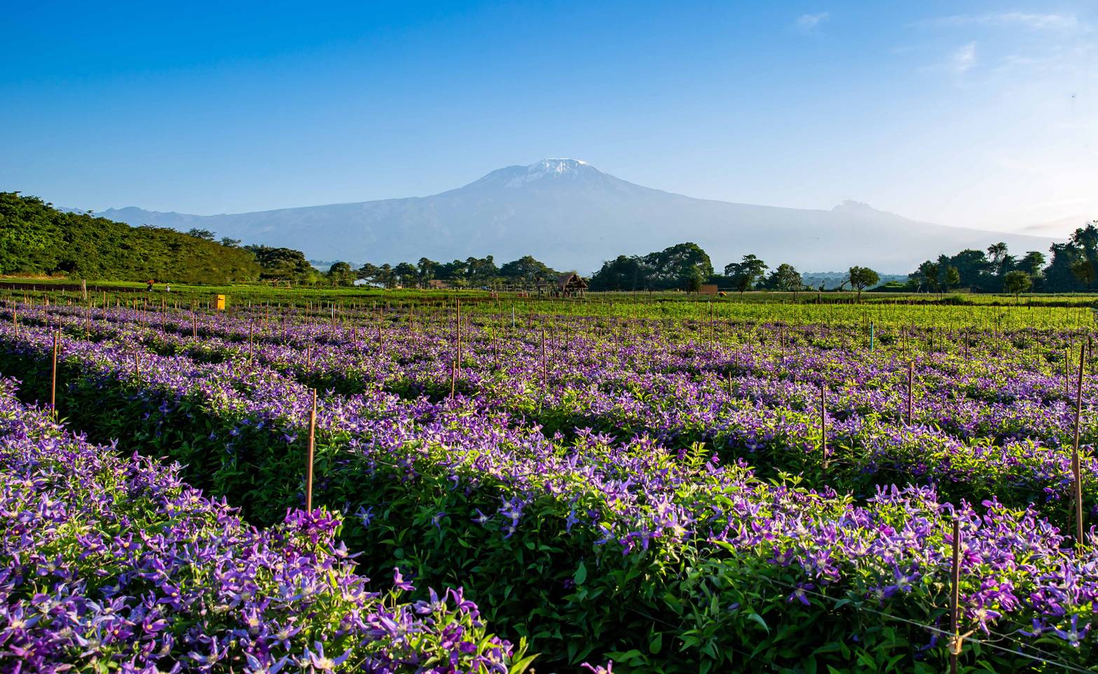 veld met bloeiende paarse snijbloem Clematis Amazing, van Marginpar in Tanzania