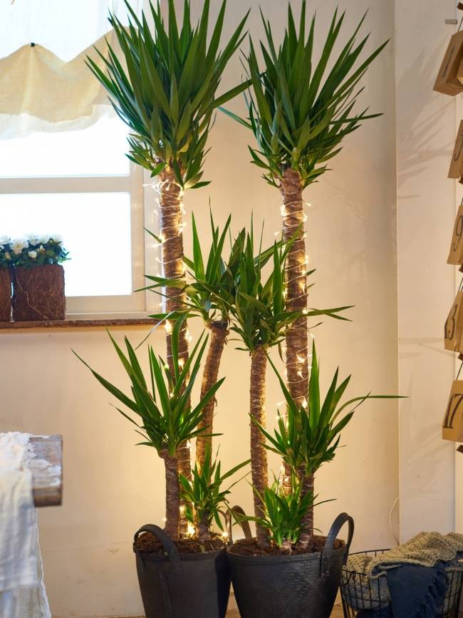 average size of pineapple plant Ananas comosus (Pineapple) – Diameter Plants main image 0