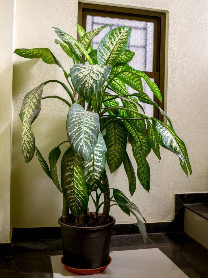 Dieffenbachia - Plants & Flowers Foundation