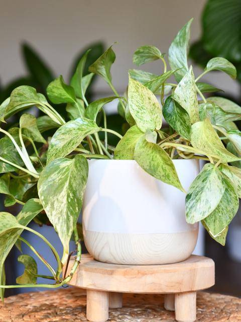 10 Zimmerpflanzen, die wenig Licht brauchen - Plants & Flowers Foundation