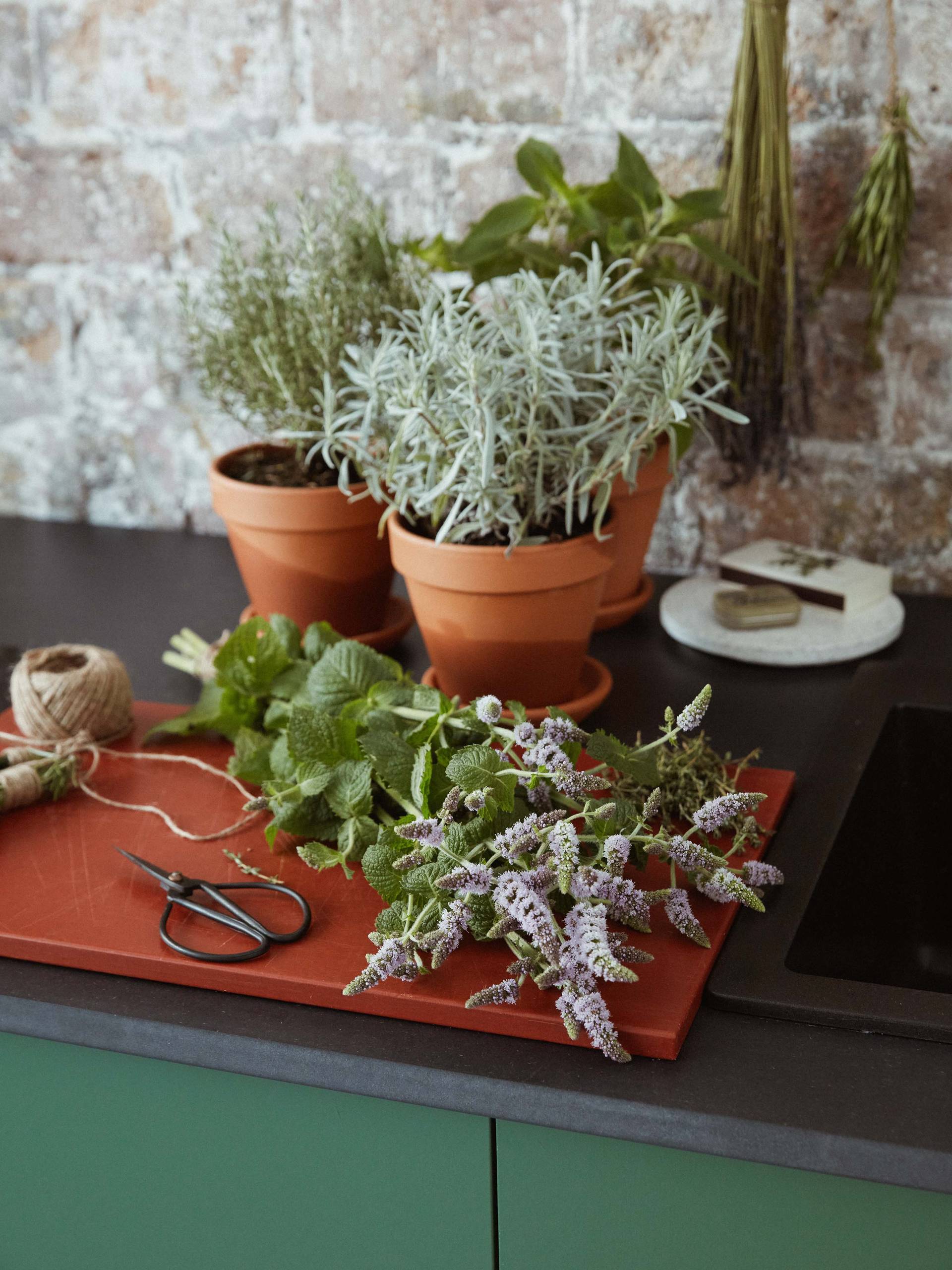 dried herb_L7A0482final