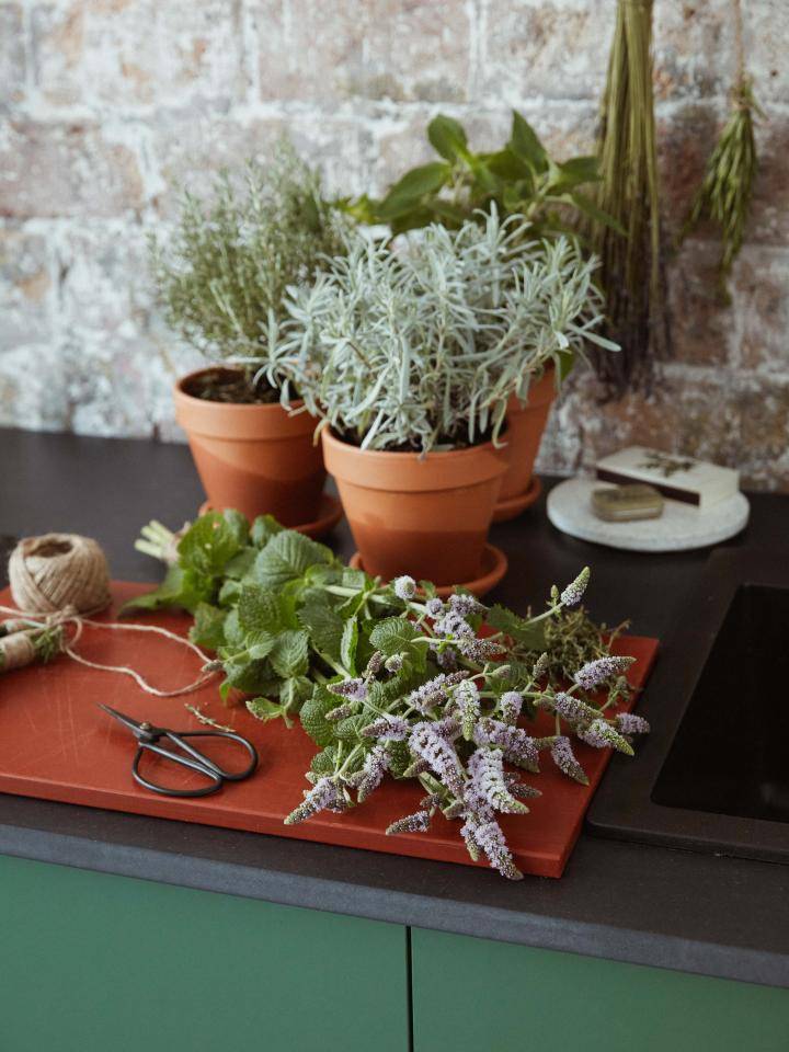 dried_herb_l7a0482final_0