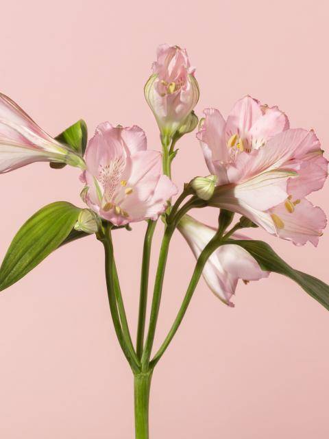 Alstroemeria