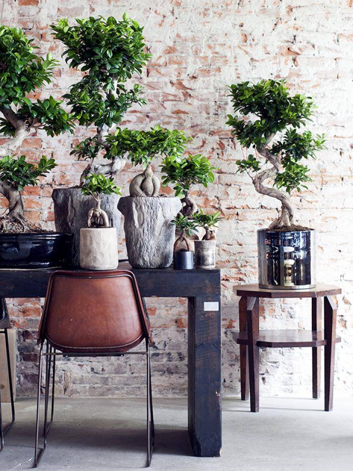 Bonsai - Plants & Flowers Foundation