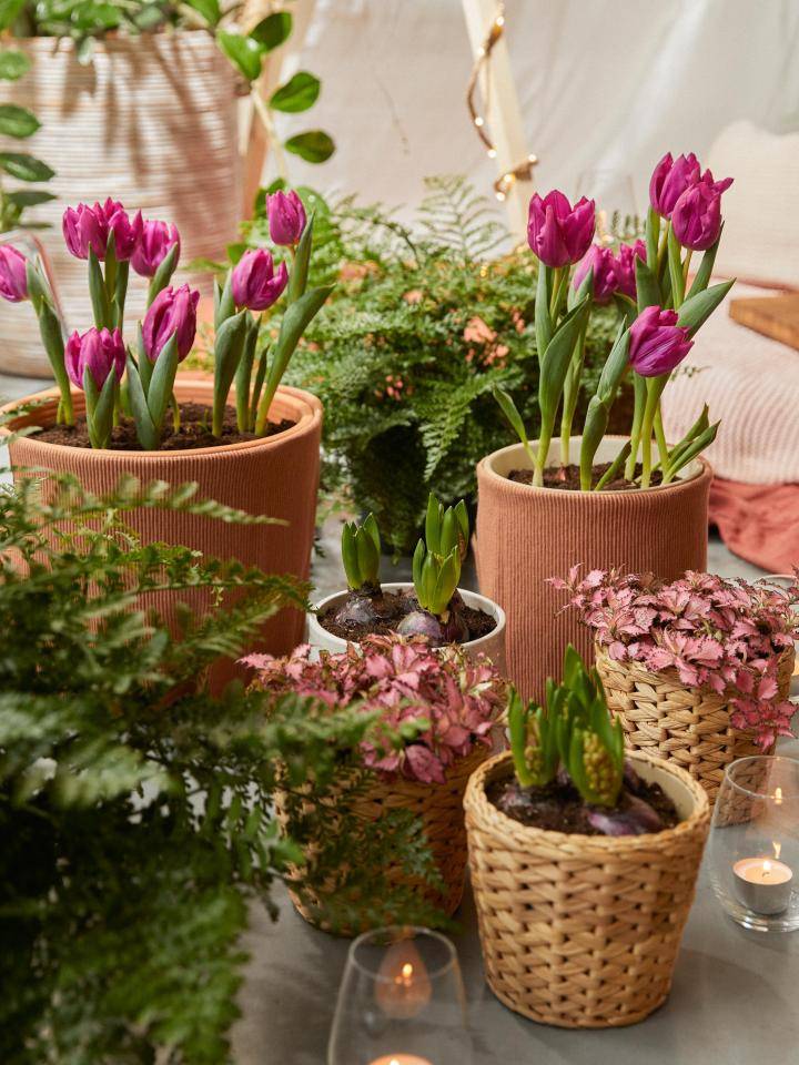 fijne valentijnsdag! tulp