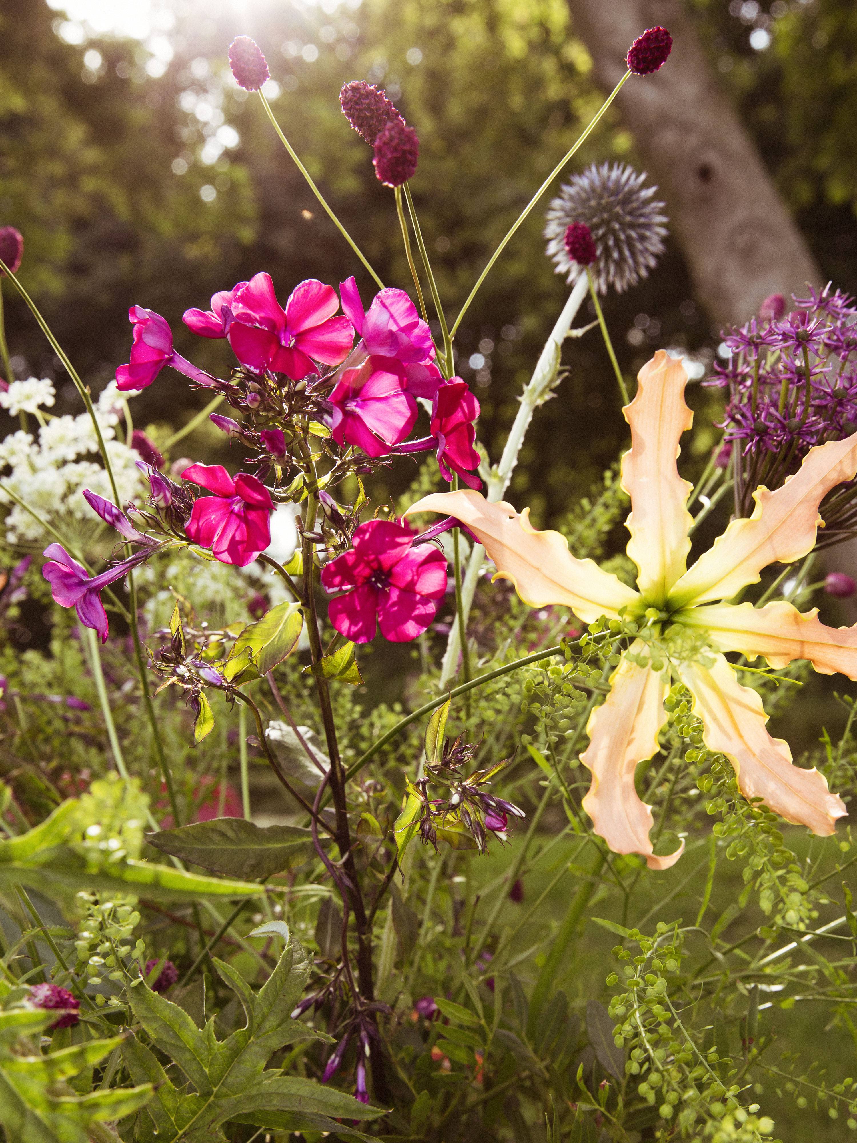 flower_back_light_49A0745