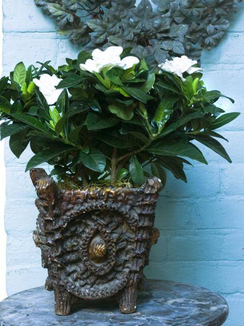 flower_council-gardenia-expiration_date-2023-02-08