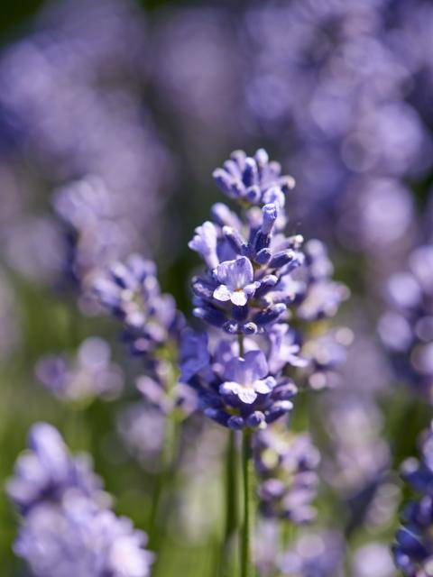 flower_council-lavandula-expiration_date-2023-01-08_0