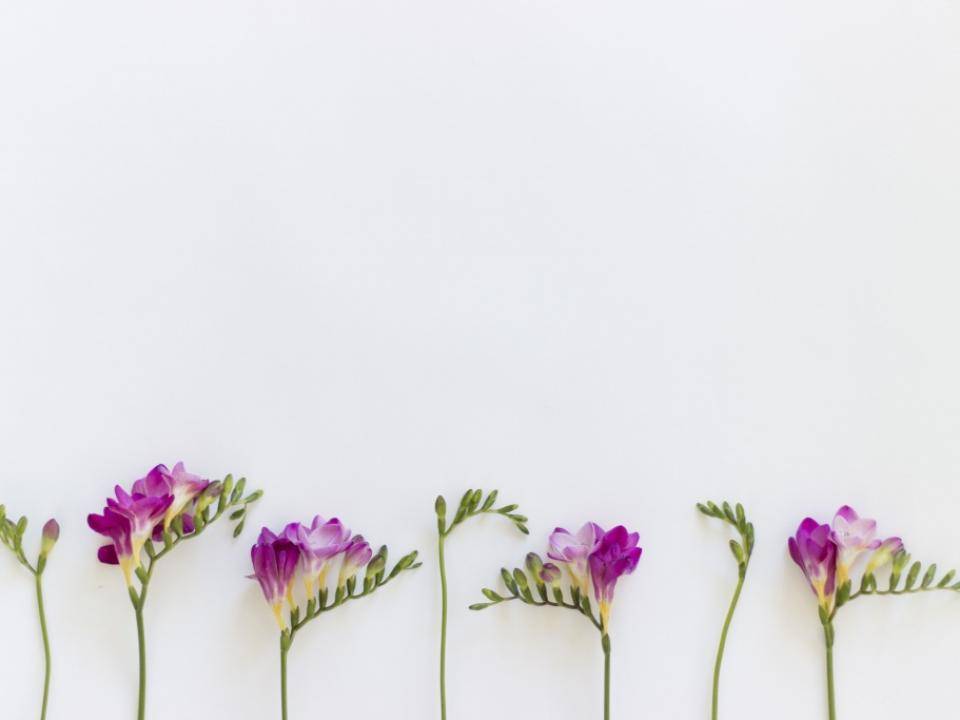 Freesia als symbool voor onvoorwaardelijke liefde