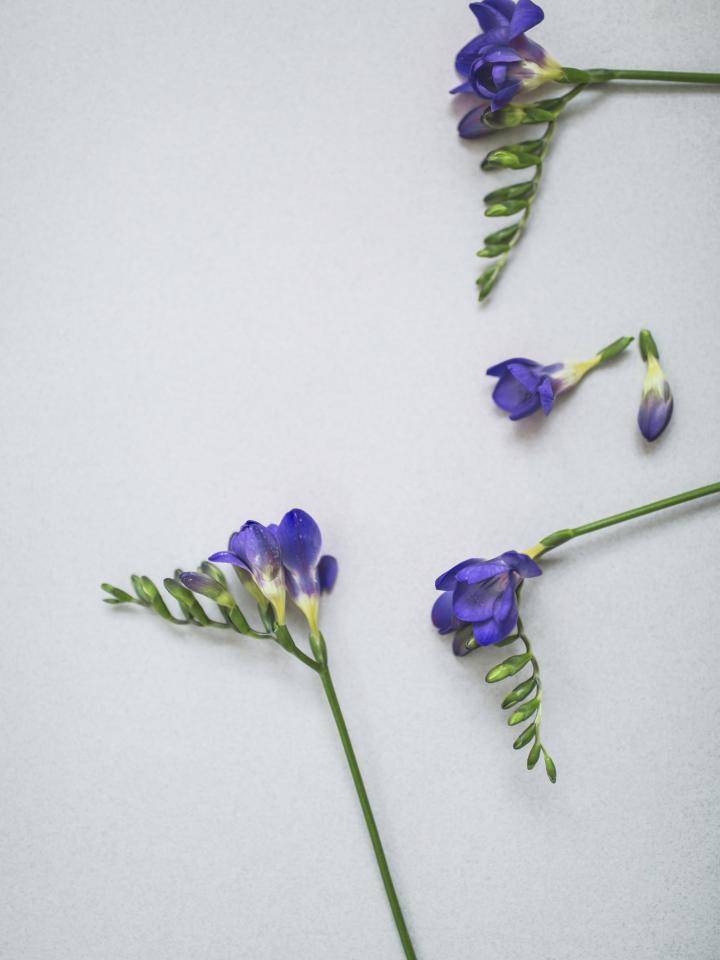 paarse kleur freesia