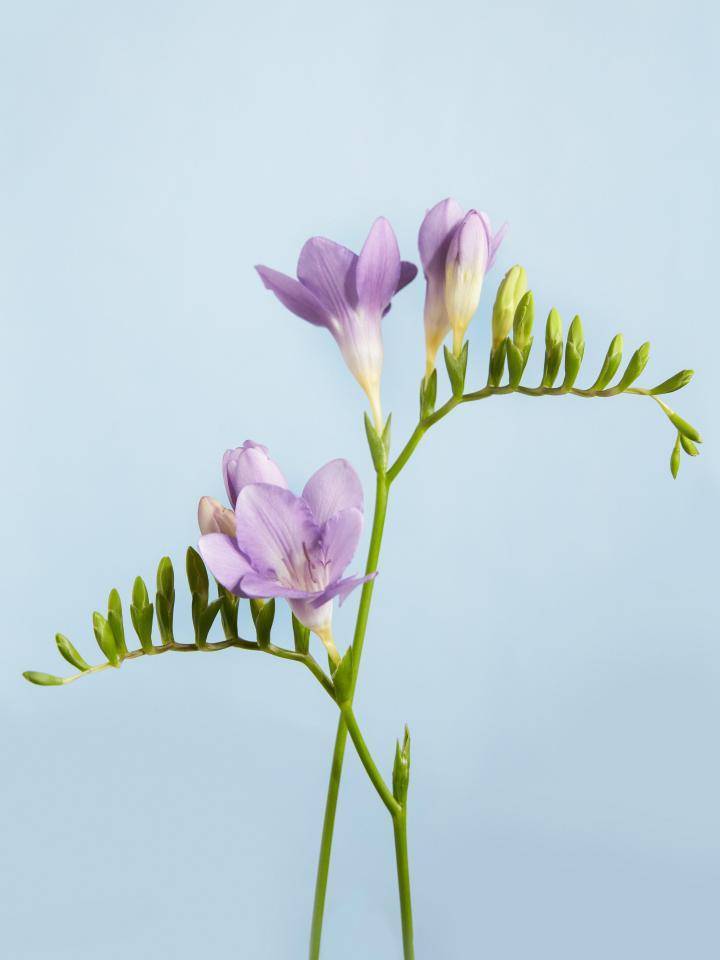 fresia_8-2.width-1920