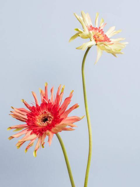 Gerbera