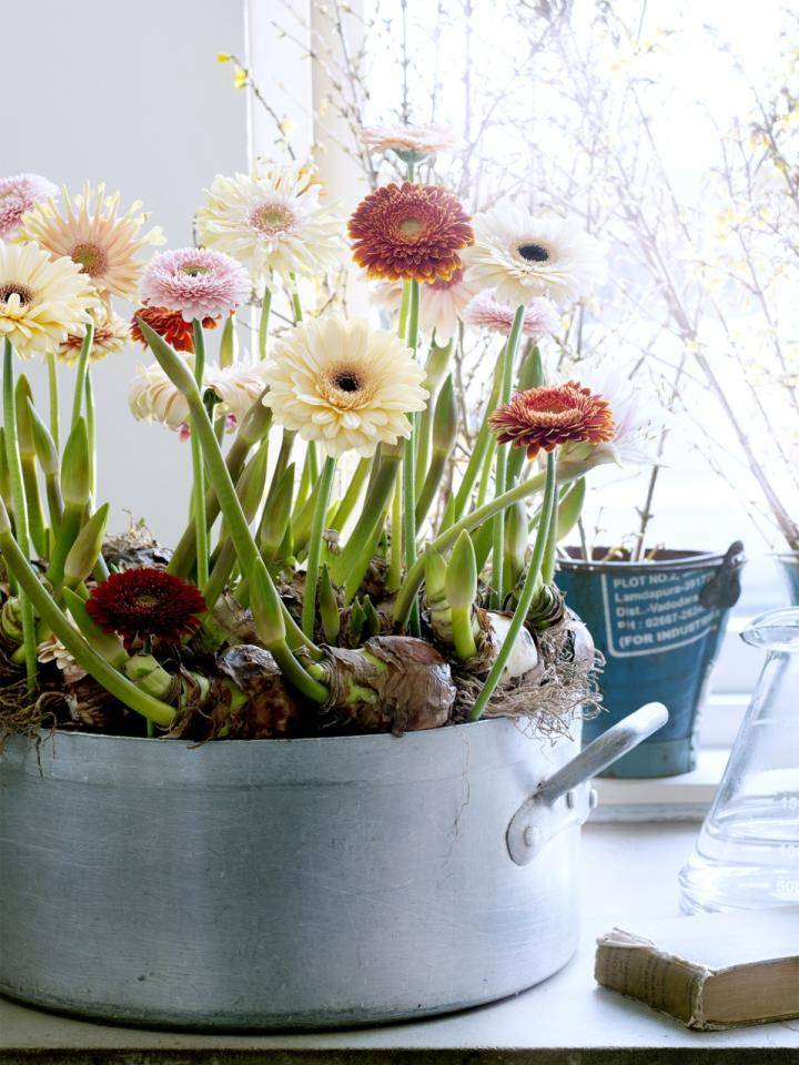 Gerbera's in alle kleuren