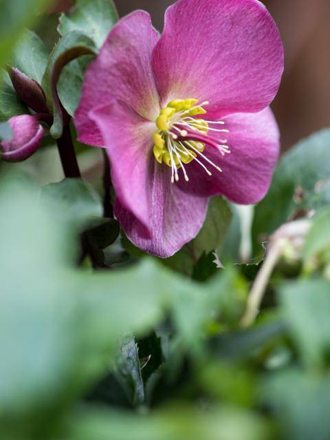 helleborus (kerstroos)