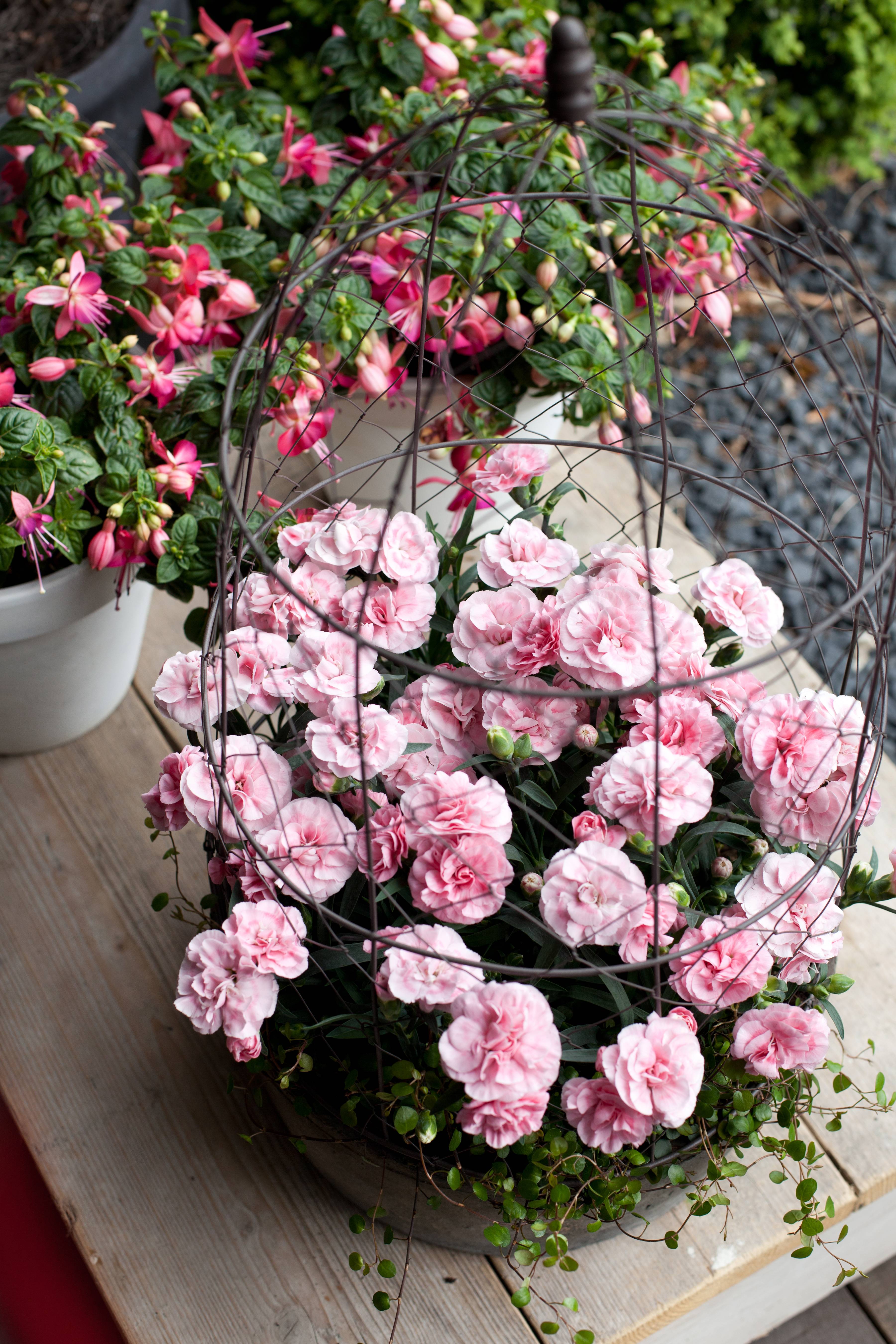 hilverdakooij2012_56