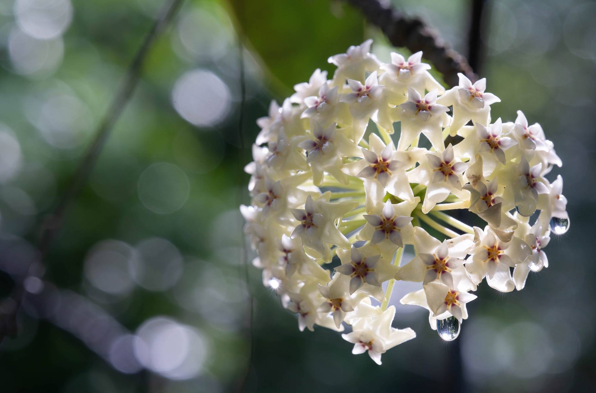 5 Zimmerpflanzen mit weien Blten - Plants & Flowers Foundation