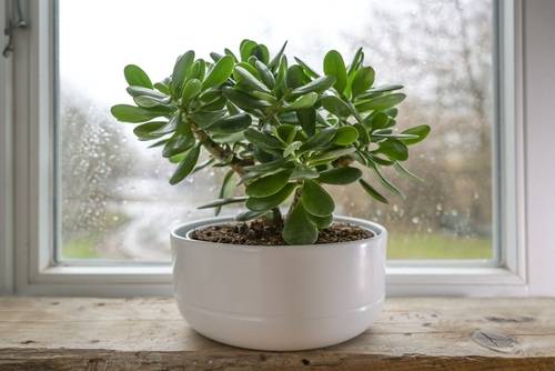 jadeplant, geluksplant, crassula ovata in witte pot