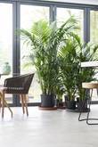 kentia plante interieur