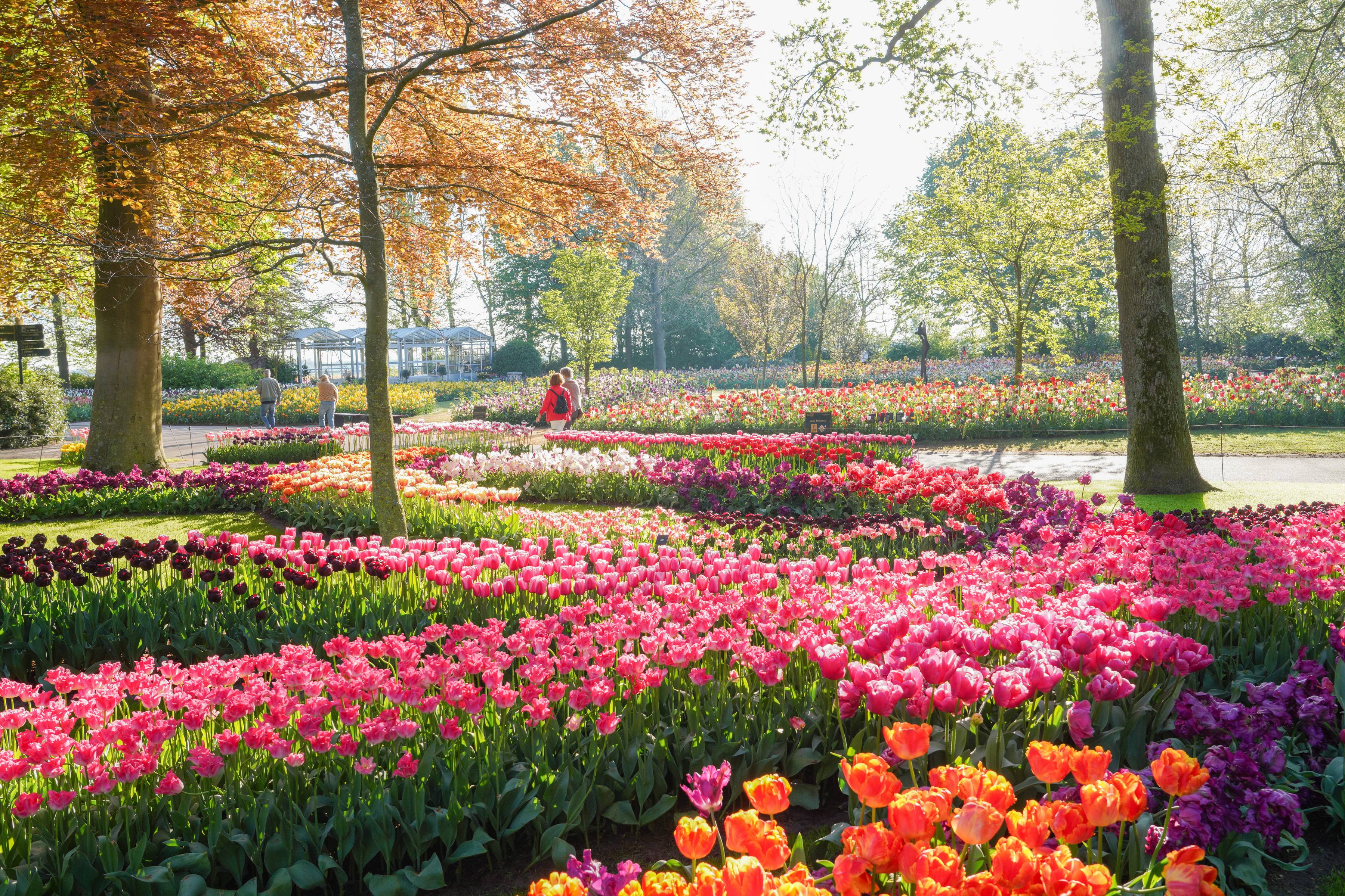 keukenhof nederland als bloembestemming