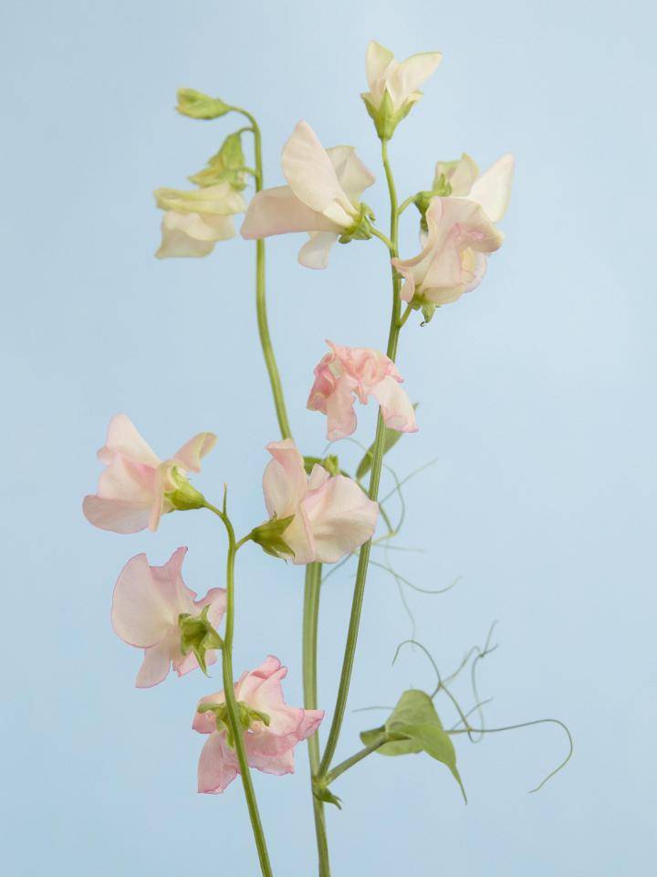 lathyrus 5-2