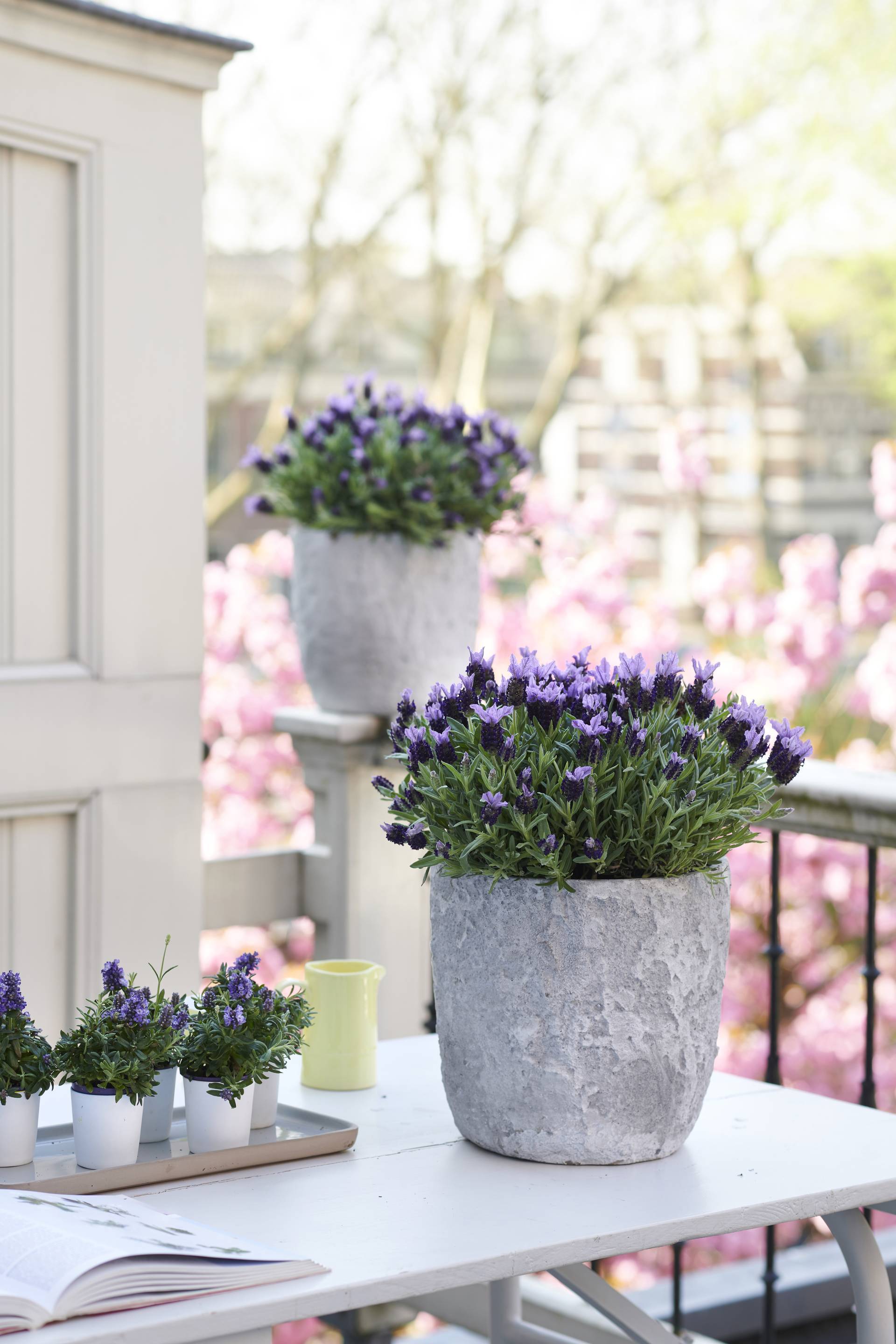 lavendel_2MED.width-1920
