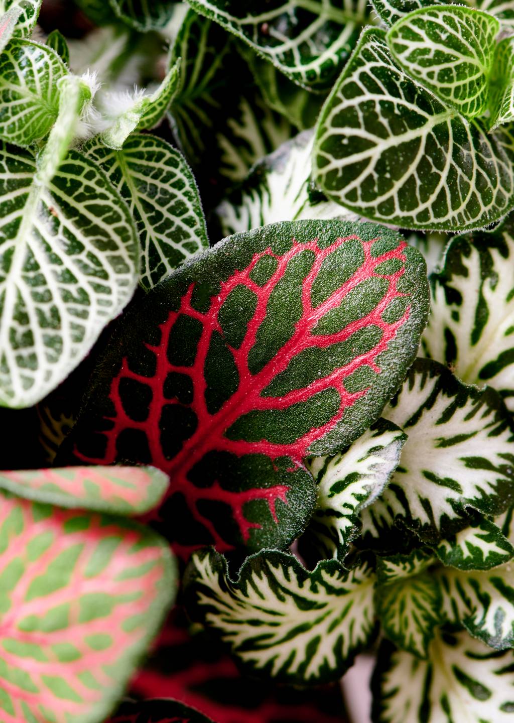 le fittonia _Maplantemonbonheur.fr - cd733922-fd14-478e-89d6-4ccb83571b24