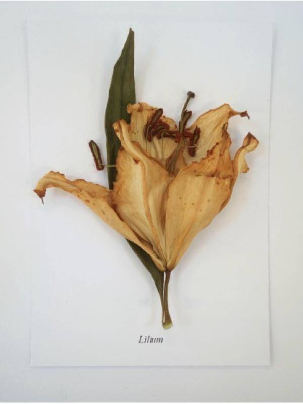 lelie-drogen-mooiwatbloemendoen-katja-gruyters_2