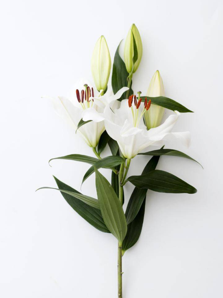 lelie-stuifmeel-mooiwatbloemendoen-600x800_0