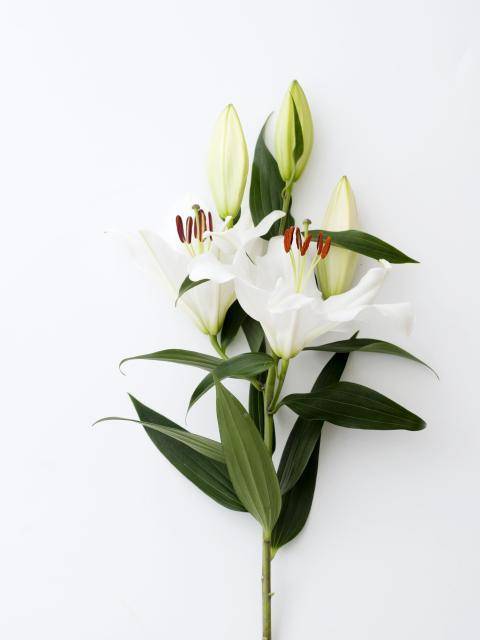 Lys blanc