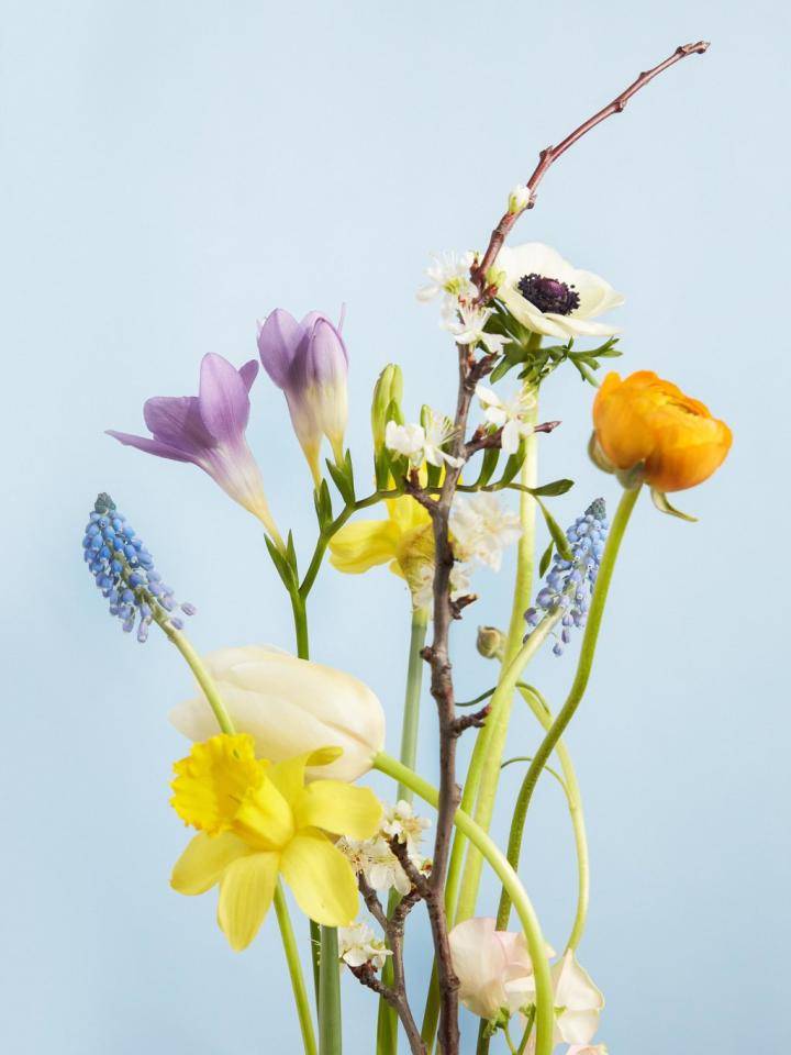 Lentebloemen zoals narcis, anemoon, blauwe druif