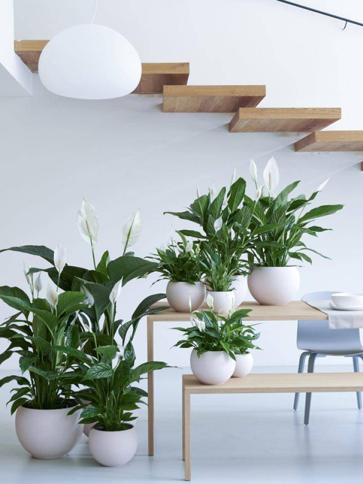 lepelplant-spathiphyllum-mooiwatplantendoen.nl_.original