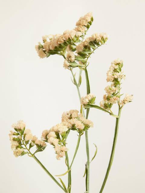 limonium