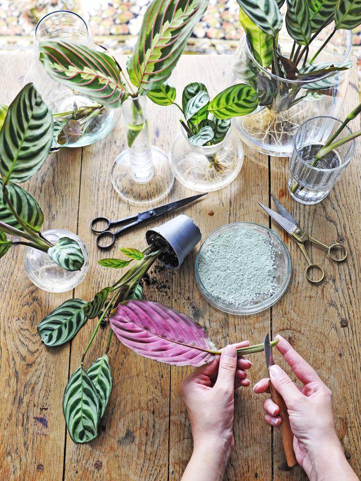 Bouturage de marante