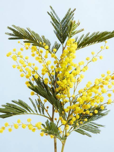 mimosabbh_20202812-2_web.original