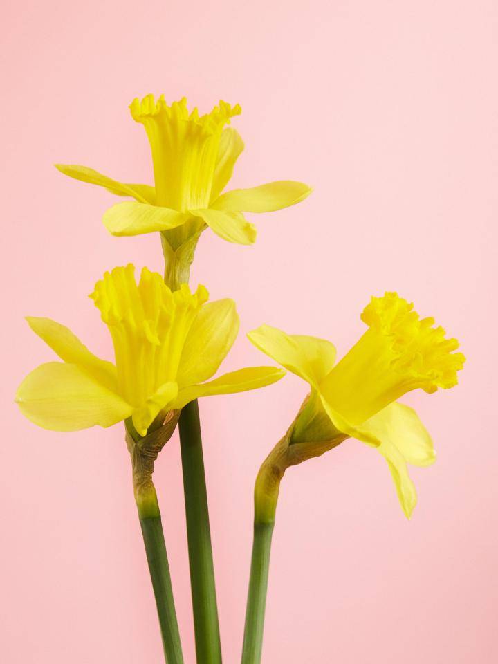 narcisBBH 20202829-2