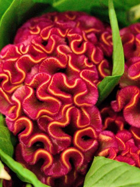 new_covent_garden_market_2