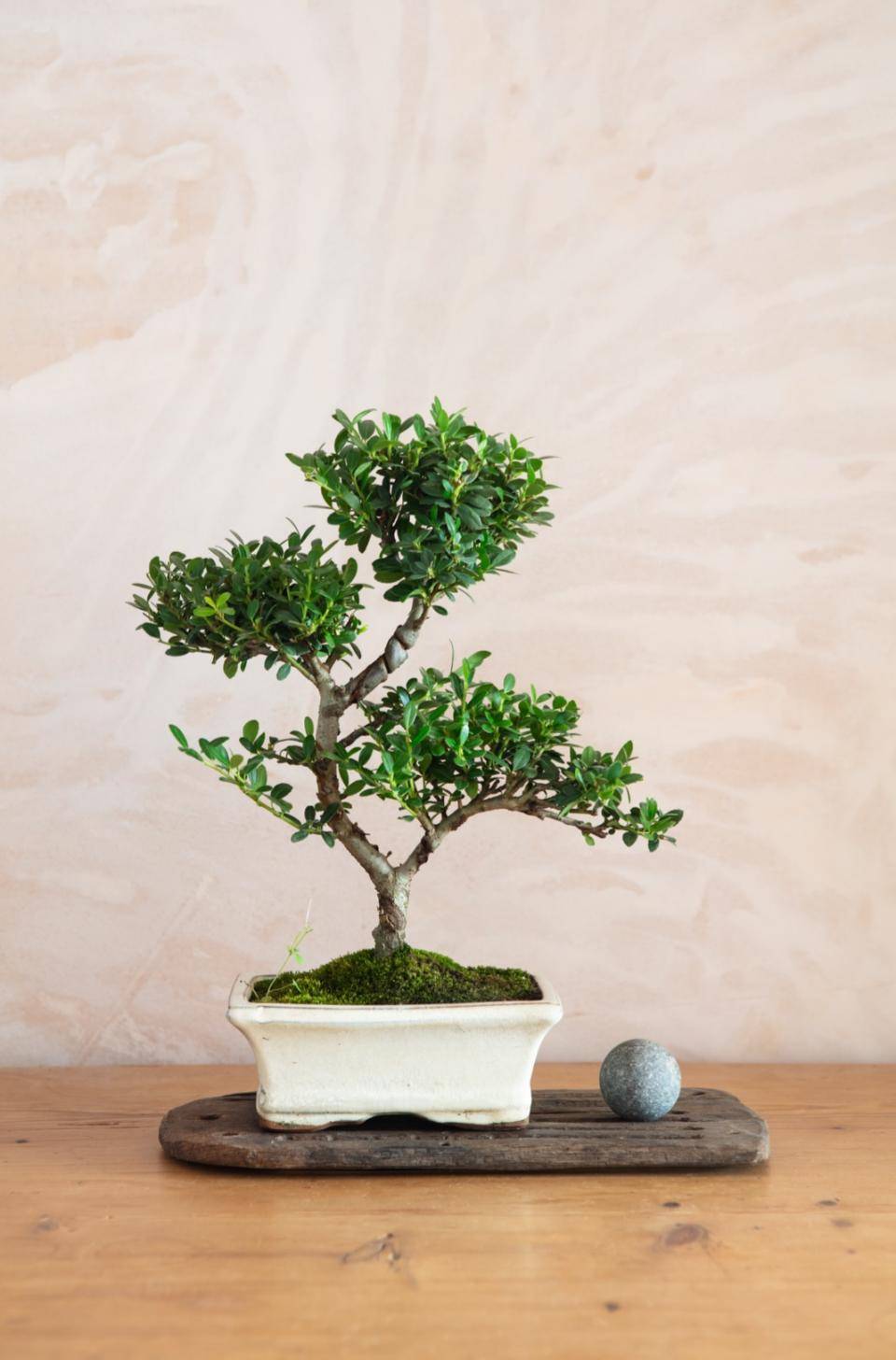 Five steps to bring the Japanese philosophy of wabi-sabi into your home -  Plants & Flowers Foundation