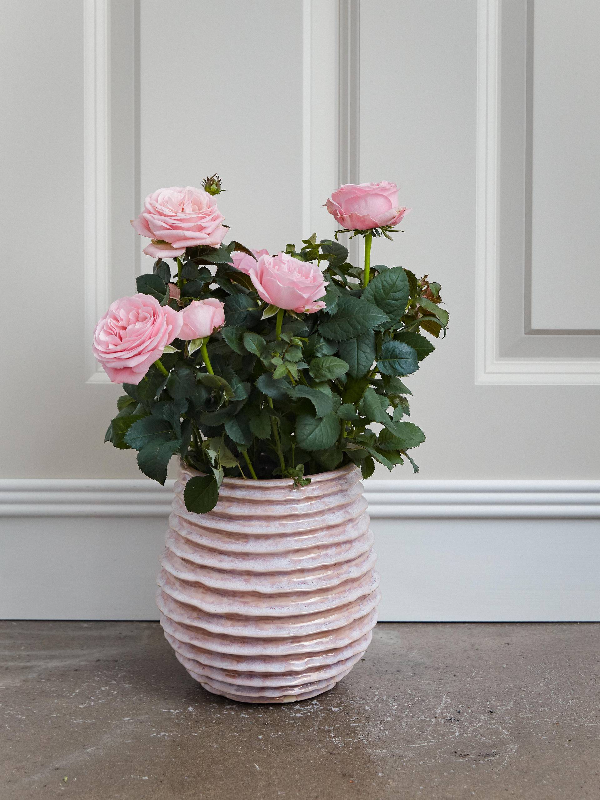 Roze Potroos in een pot in woonkamer omgeving