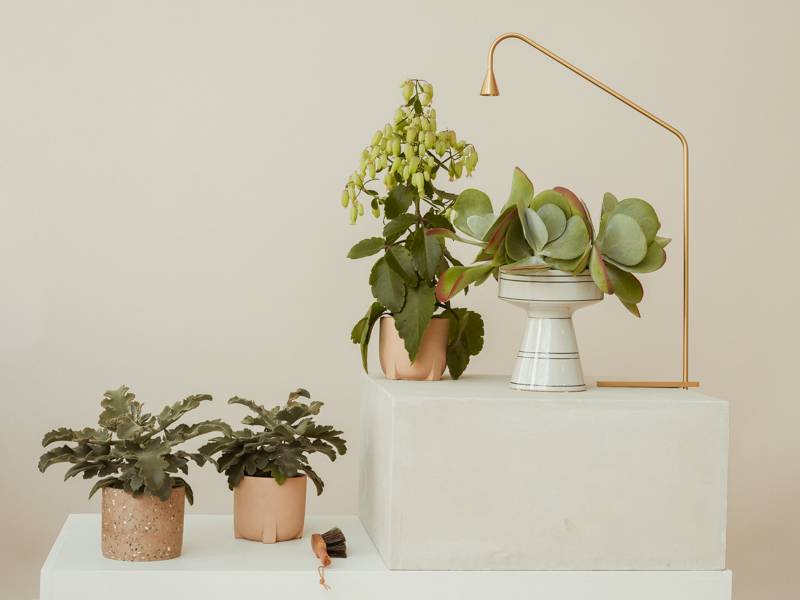 Kalanchoe: 3 soorten